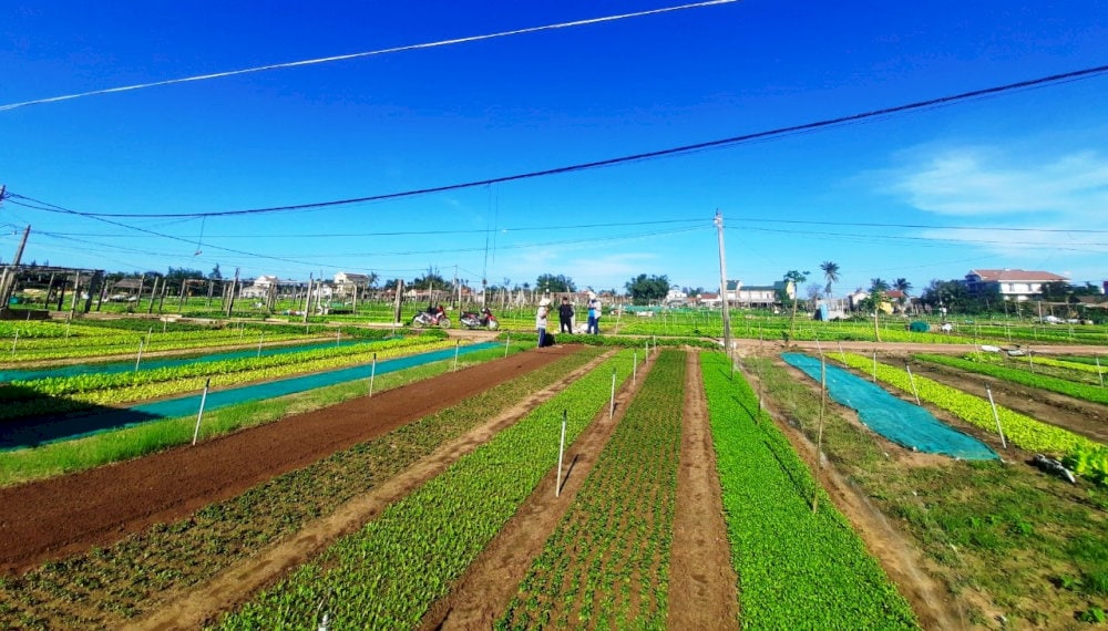 Visitors can explore the vegetable gardens and learn how to cook some of Hoi An’s traditional dishes